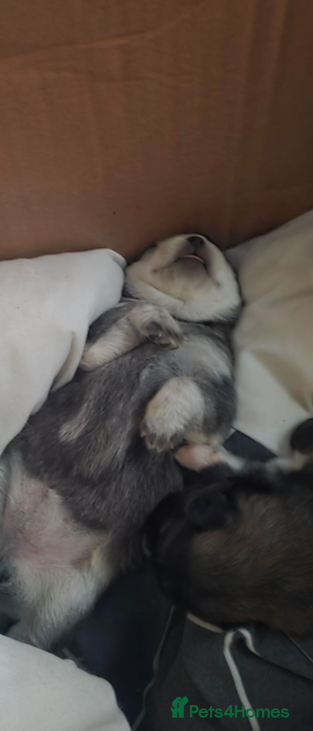 Mixed Breed dogs for sale: Chowski pups for sale - Image 20