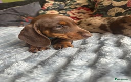 Miniature Dachshund dogs for sale: Ready now Kc registered miniature Pra clear - Image 1