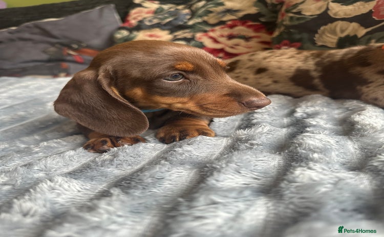 Miniature Dachshund dogs - Advert 5
