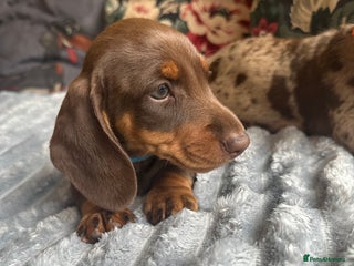 Miniature Dachshund dogs - Advert 36