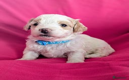 Maltipoo dogs for sale: Beautiful Toy Maltipoo Puppies - Advert 9