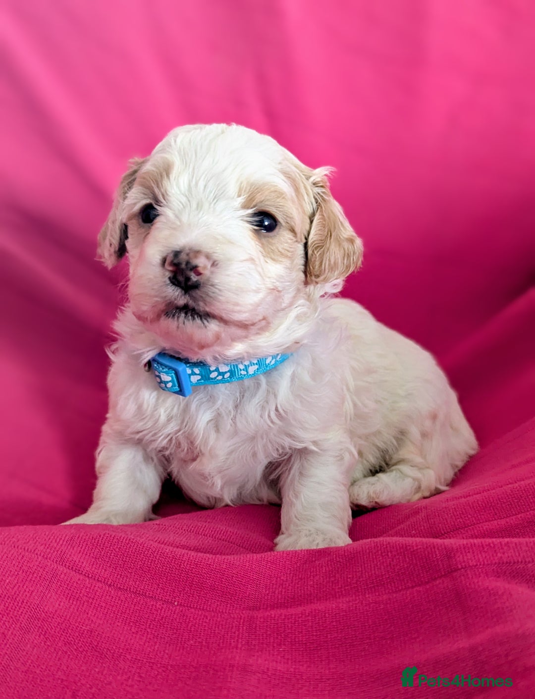Maltipoo dogs for sale: Beautiful Toy Maltipoo Puppies - Advert 9