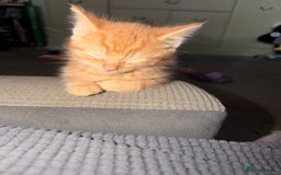 Mixed Breed cats for sale: Gorgeous kittens - Image 1