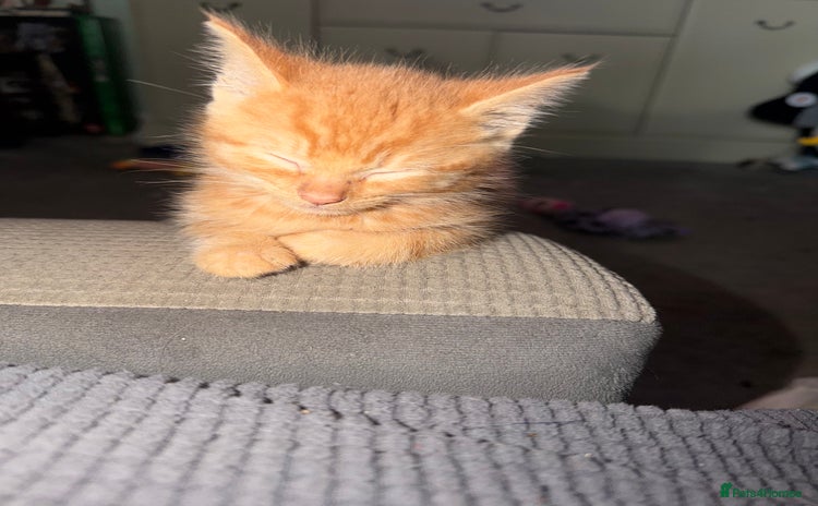 Mixed Breed cats - Advert 4