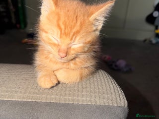 Mixed Breed cats - Advert 1