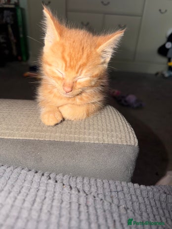 Mixed Breed cats - Advert 4