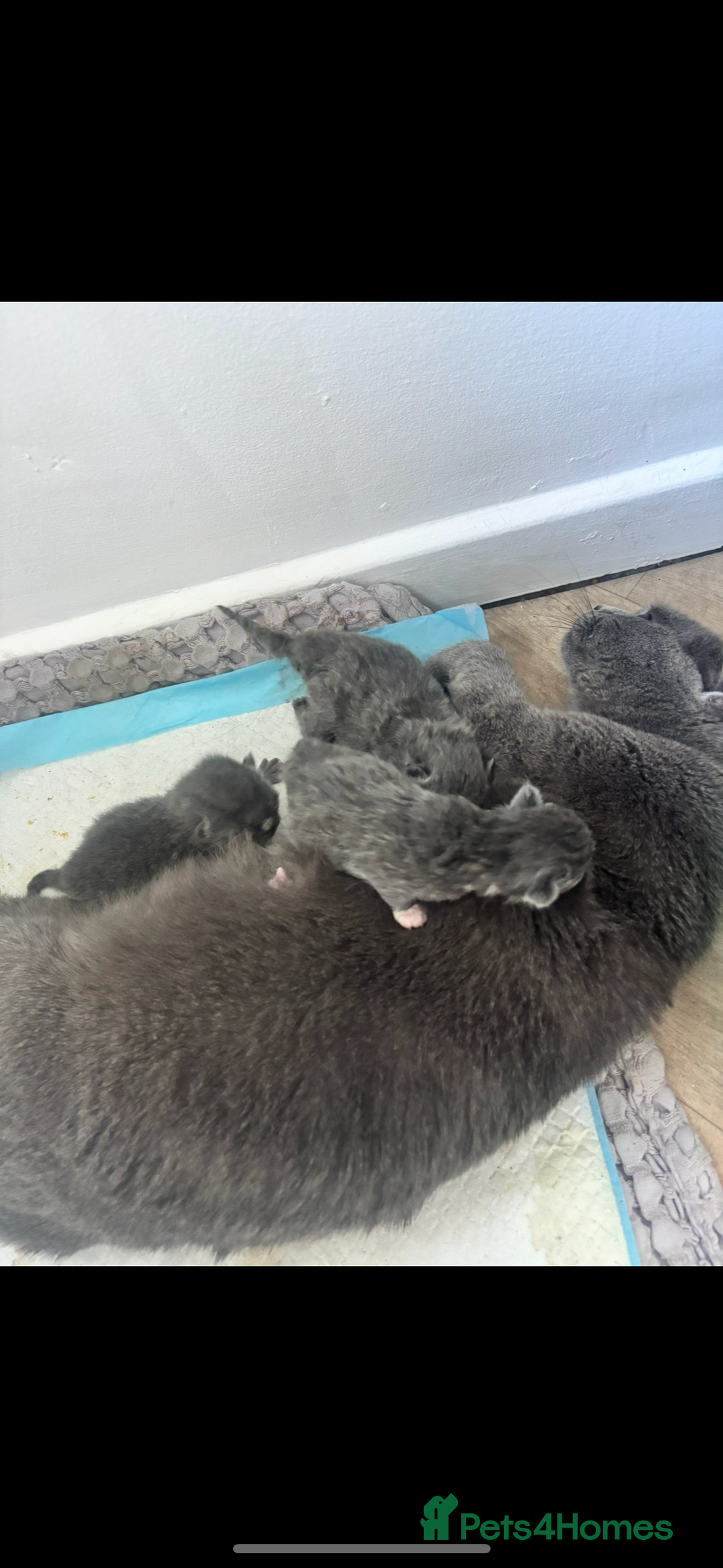 British Shorthair cats for sale: British Blue X Ragdoll champion bloodline  - Image 4