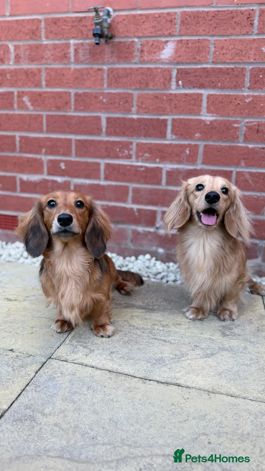 Miniature Dachshund dogs for stud: KC Miniature Shaded Cream Long Hair Dachshund stud - Advert 11