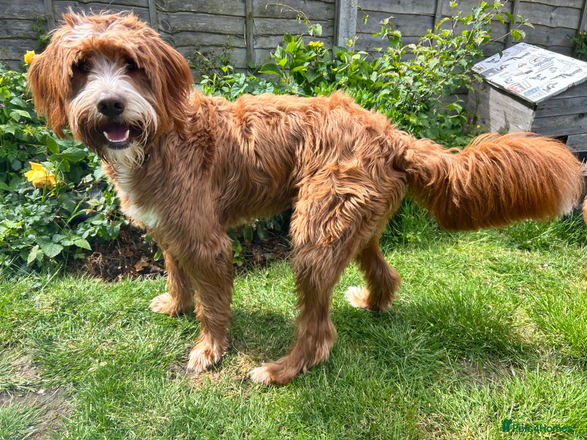 Labradoodle dogs Stunning Fox Red Labradoodle Stud - Advert 11
