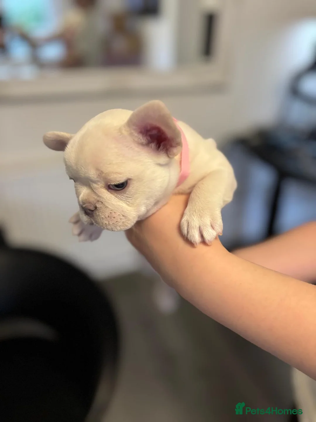 French Bulldog dogs for sale: Ready - Lilac Platinum - Fluffy Carriers - Advert 5