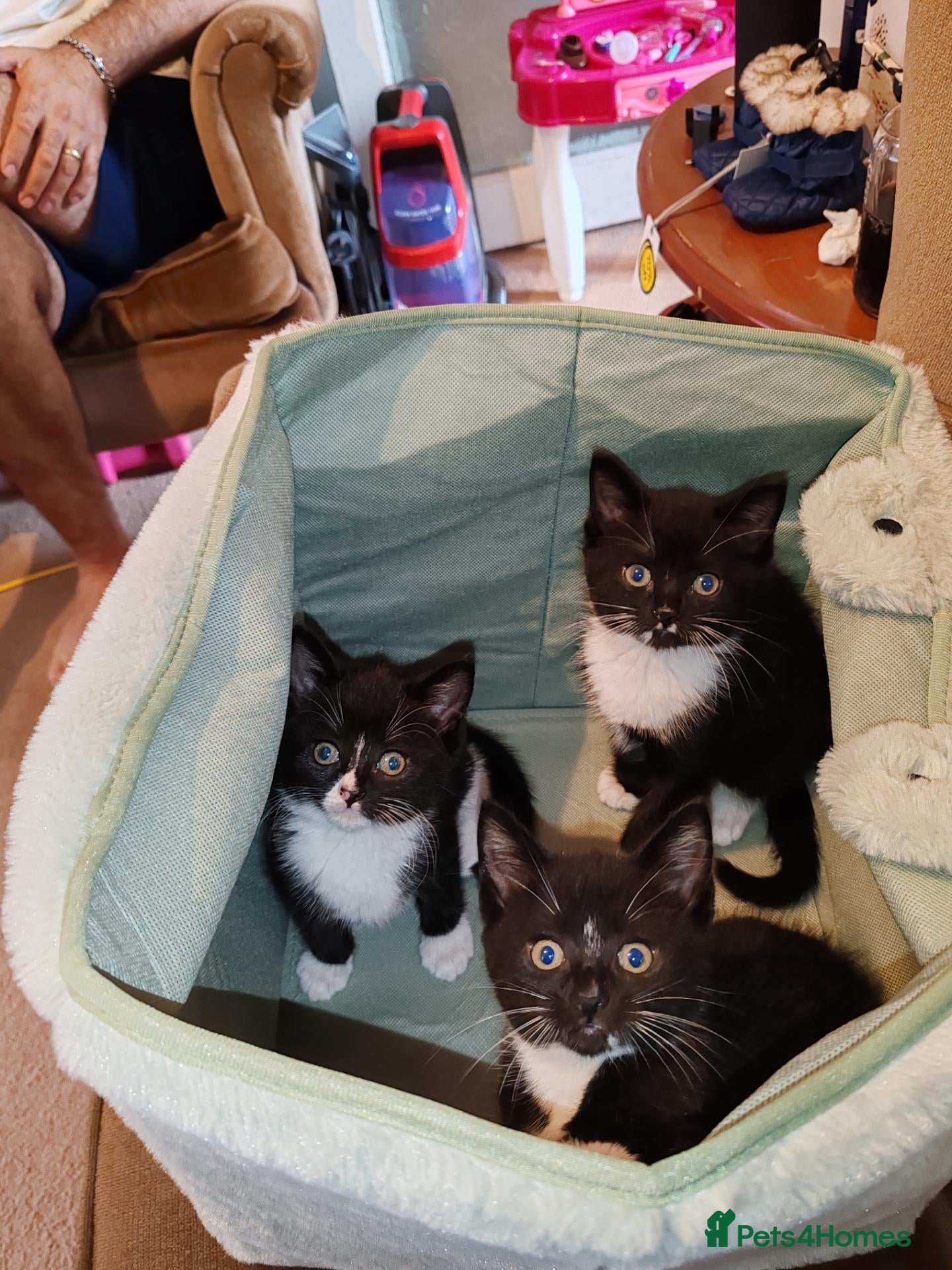 Mixed Breed cats Lovely crazy kittens - Advert 7