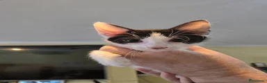 Sphynx 2