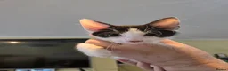 Sphynx cats for sale: Sphynx cross tuxedo  - Advert 9