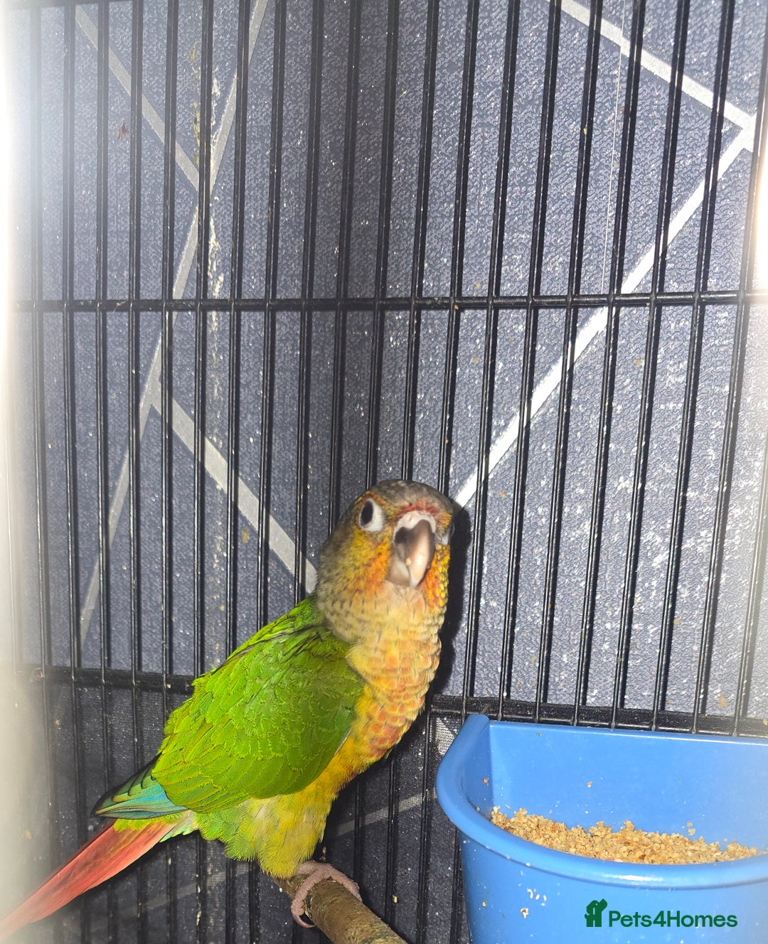 Conures birds for sale: 3 yellowsided conures - Image 2