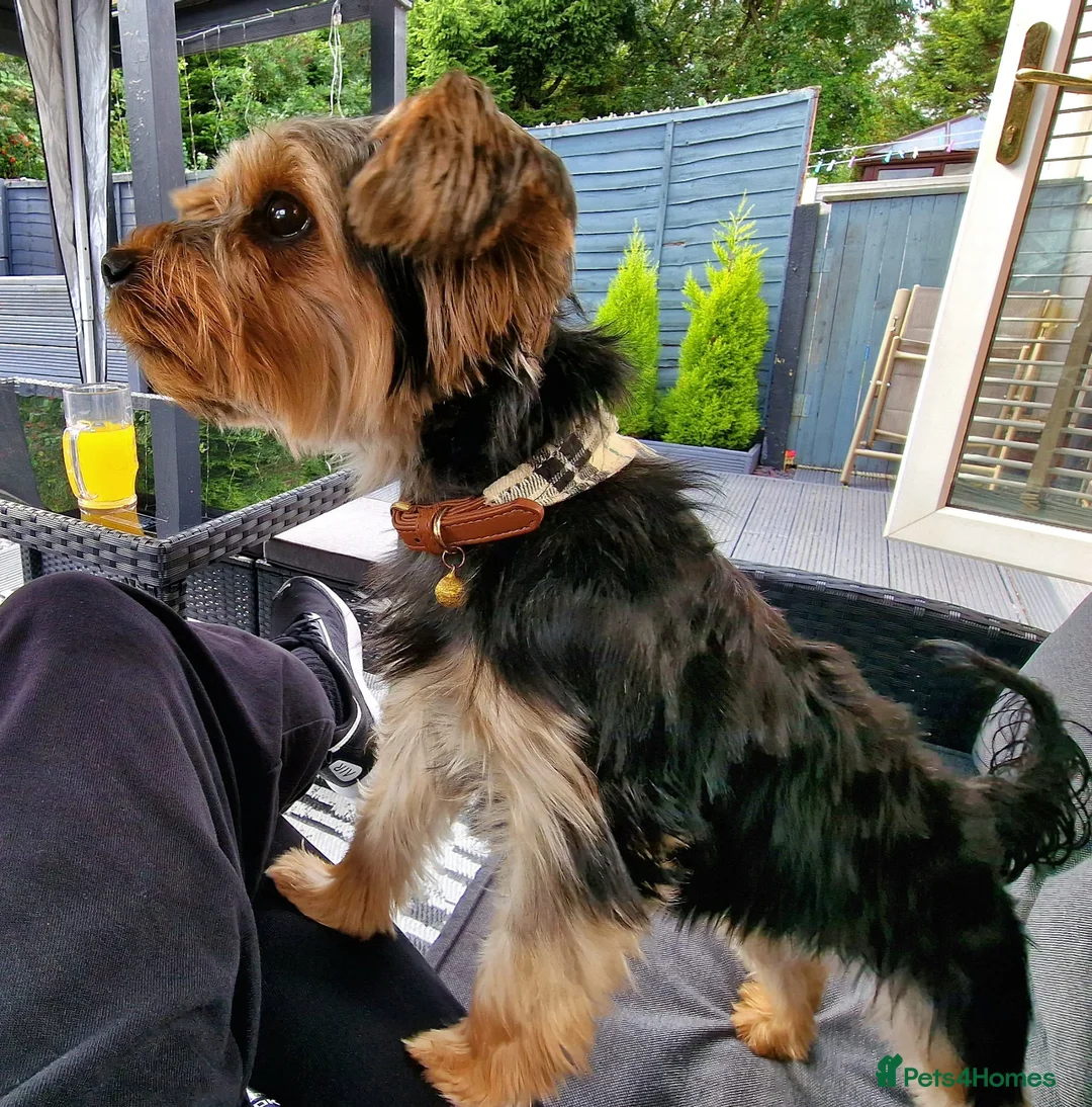 Yorkshire Terrier dogs for sale: ✨ Yorkshire Terrier Puppies – Ready 4th June ✨ in Manchester - Advert 1