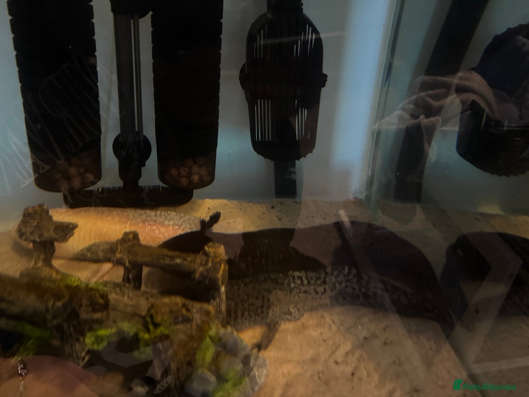 Axolotl reptiles for sale: 3 Axolotl full set up - Image 6
