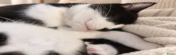 Mixed Breed cats for adoption: Gorgeous Rescue Girl Minnie  - Advert 5