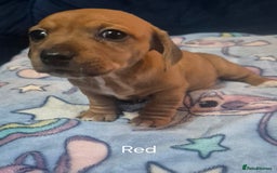 Mixed Breed dogs for sale: Jack Russel x Dachsund  - Image 3