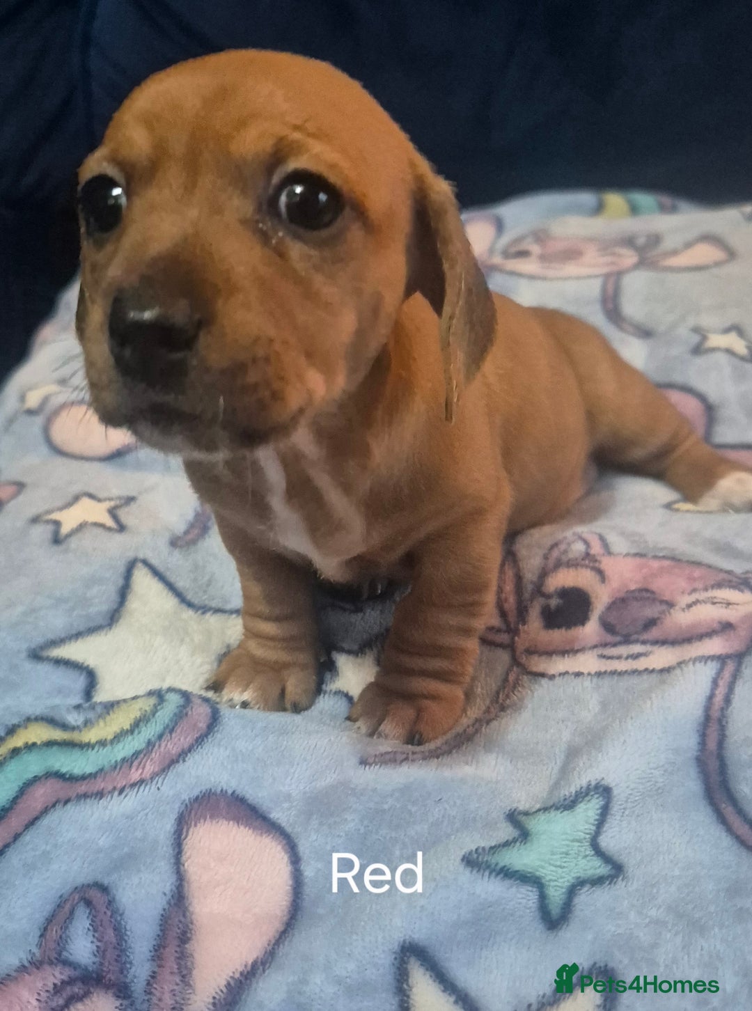 Mixed Breed dogs for sale: Jack Russel x Dachsund  - Image 3