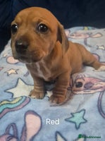 Mixed Breed dogs - Advert 11