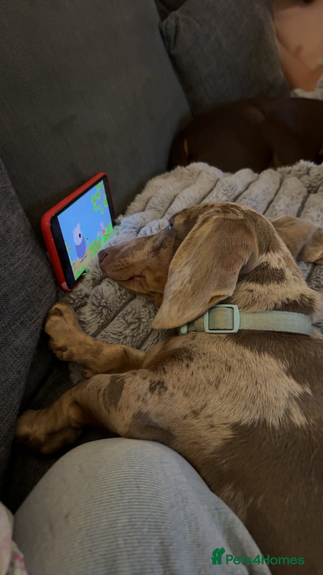 Miniature Dachshund dogs for sale: Miniature dapple male  - Advert 6