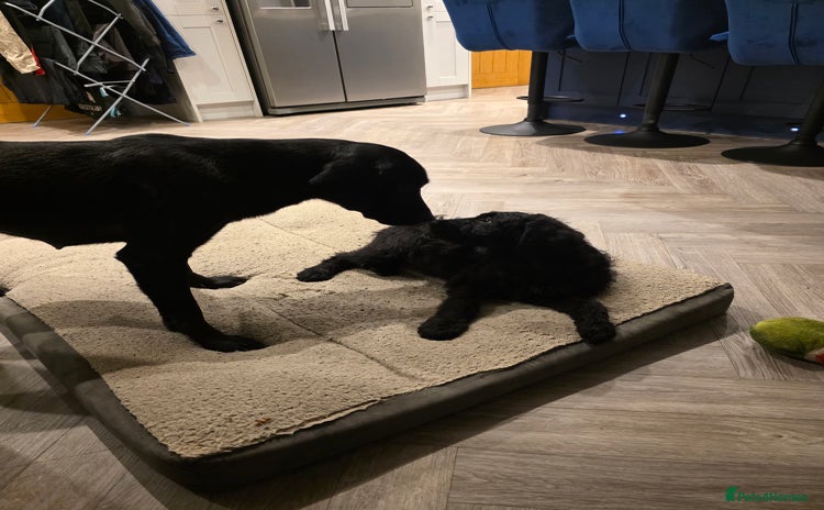 Labradoodle dogs - Advert 1