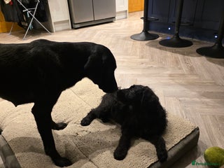 Labradoodle dogs - Advert 6