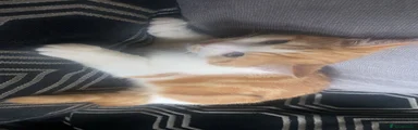 Mixed Breed Kitten 5