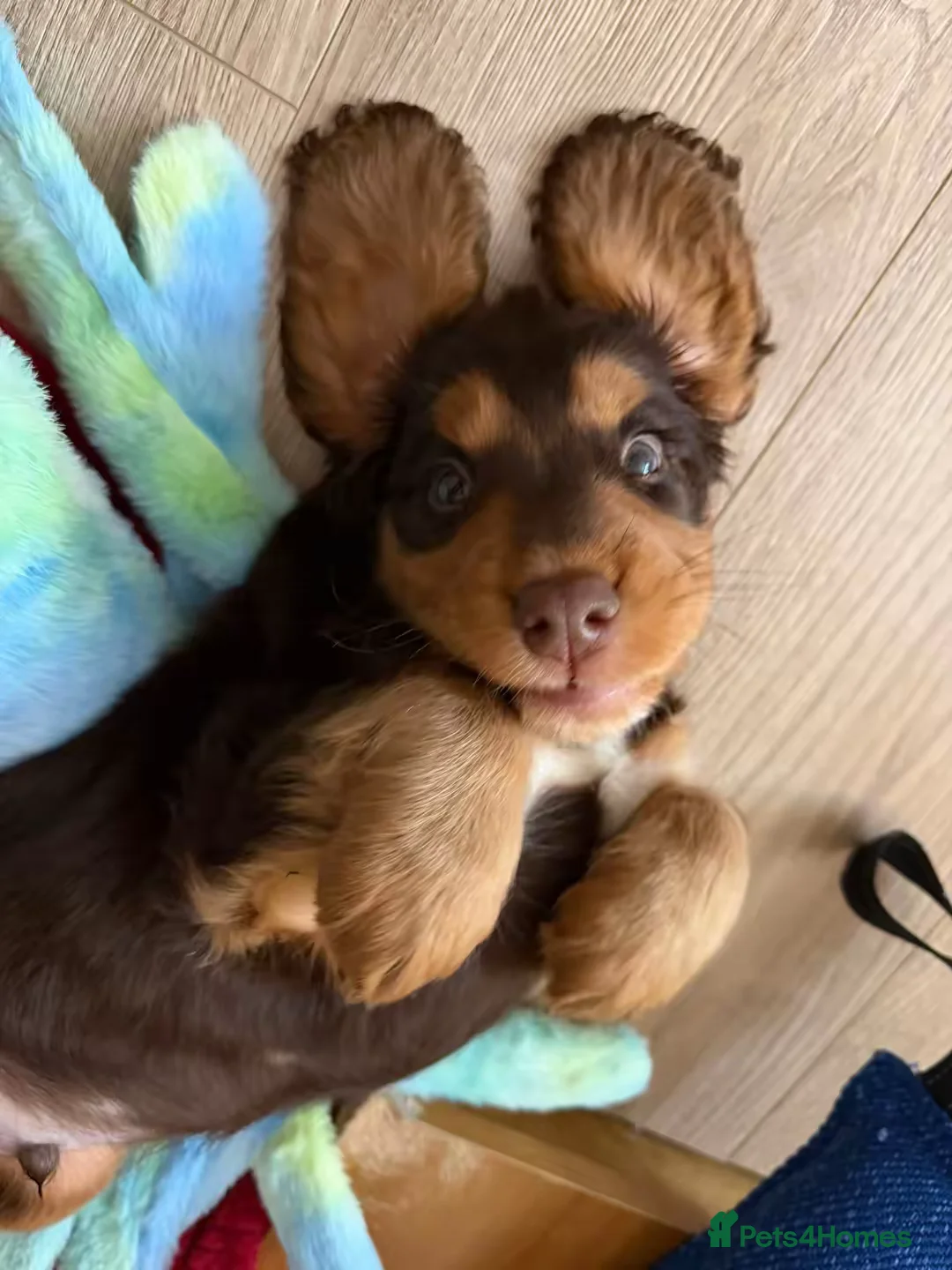 Cocker Spaniel dogs for sale: Cocker Spaniel Puppy - Rolo  - Advert 16