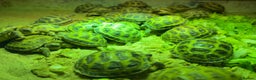 Tortoise reptiles for sale: Baby horsefield Tortioes  - Advert 2