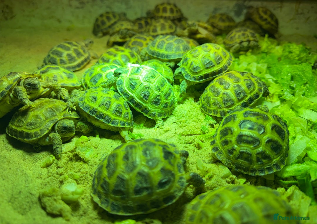 Tortoise reptiles for sale: Baby horsefield Tortioes  - Advert 2