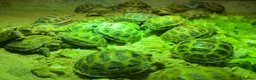 Tortoise reptiles for sale: Baby horsefield Tortioes  - Advert 2