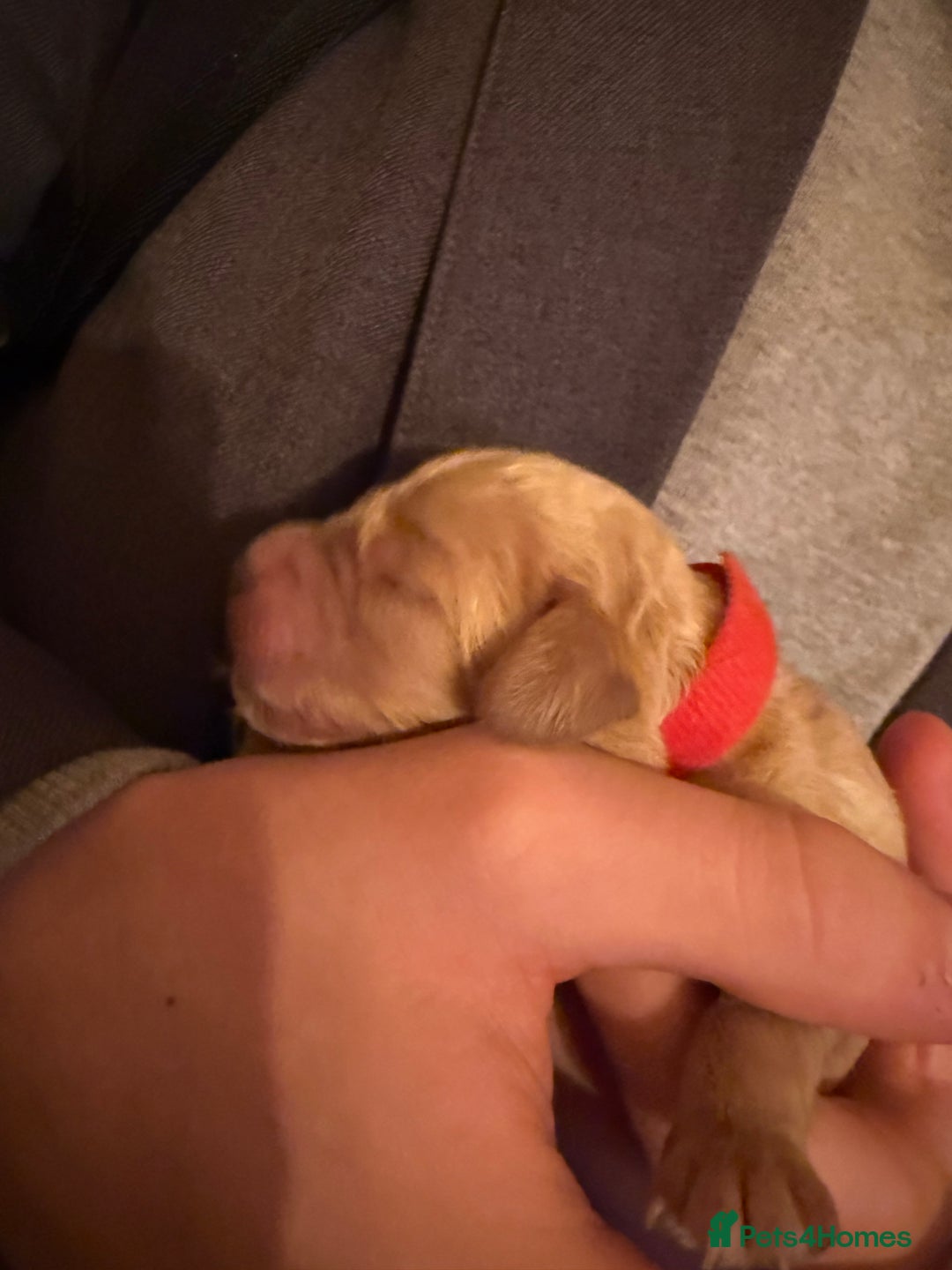 Cockapoo dogs for sale: Beautiful f2 cockapoos puppies 5 girls 3 boys  - Advert 7