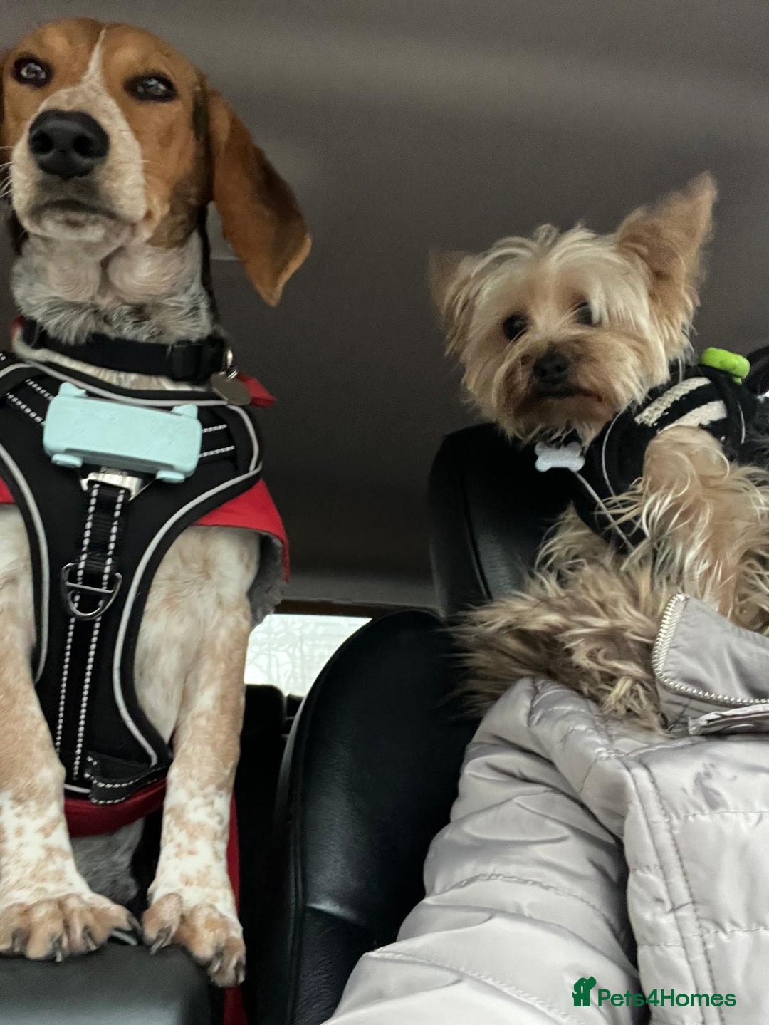 Mixed Breed dogs for adoption: Adorable Mimi Beagle cross 5 months old - Advert 5