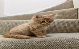 British Longhair cats for sale: 2 Very Attached Fluffy Kittens for Sale  - Image 5