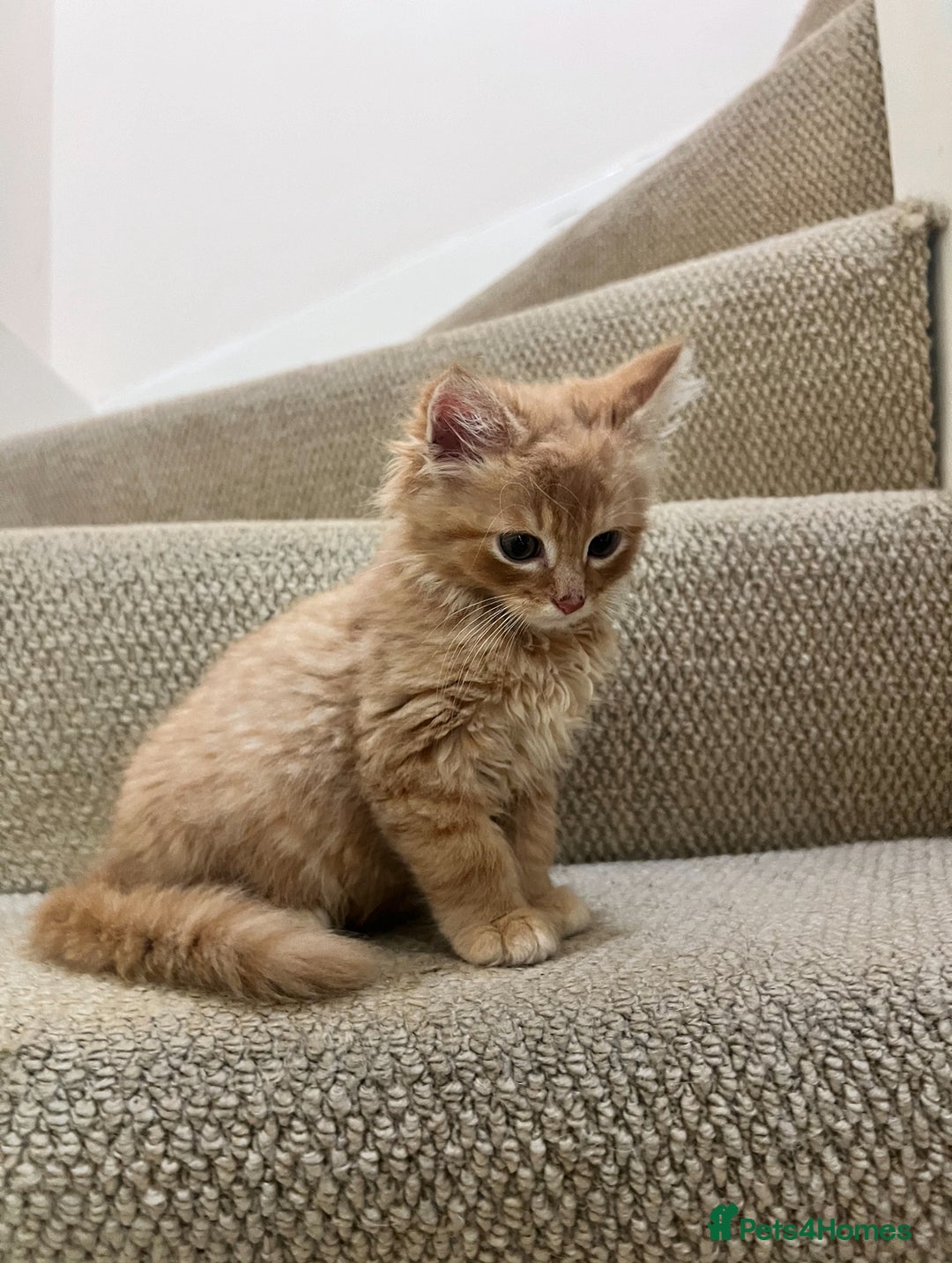 British Longhair cats for sale: 2 Very Attached Fluffy Kittens for Sale  - Image 5