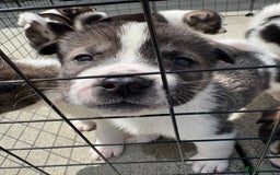 Akita dogs for sale: Akita pups Ready to leave 1st August  in Runcorn - Image 29
