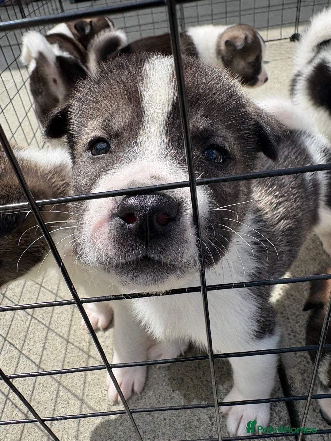 Akita dogs for sale: Akita pups Ready to leave 1st August  in Runcorn - Image 29