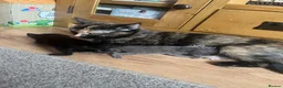 Ragdoll cats for sale: Ragdoll x tortoise shell - Advert 2