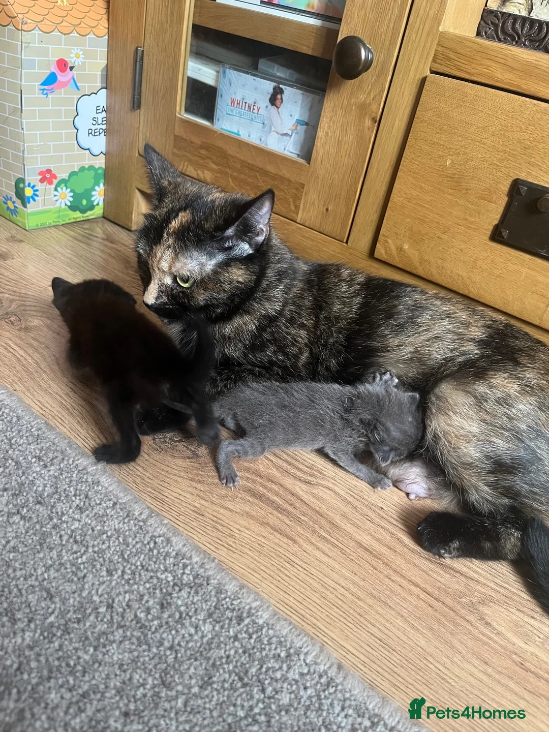 Ragdoll cats for sale: Ragdoll x tortoise shell - Advert 2
