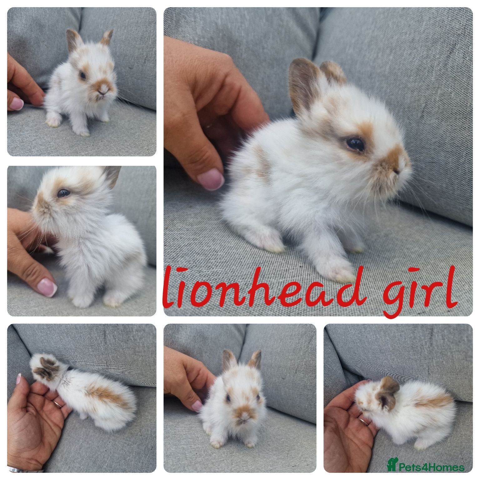 Lionhead rabbits Lionhead babies  - Advert 7