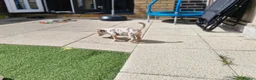 Jack Russell dogs for sale: Merle jack russels - Advert 27