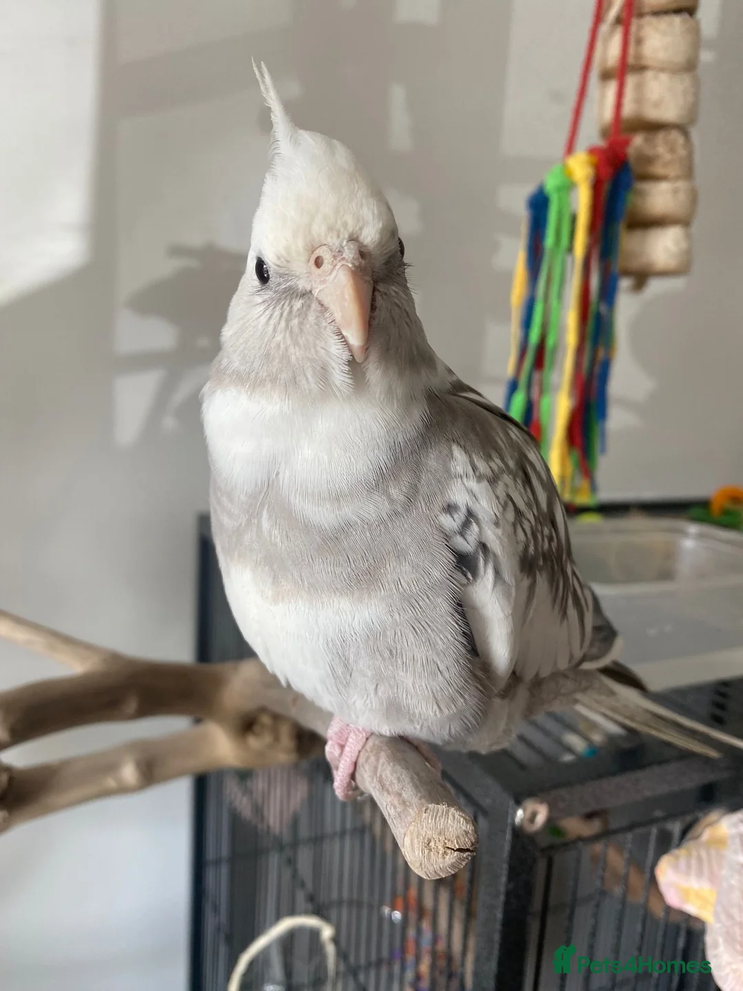 Cockatiels birds for sale: 4 Adult Cockatiels (2M, 2F) (Cages Included) - Advert 7