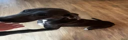 Great Dane dogs for sale: Stunning blue girl  - Advert 3