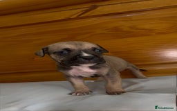 Cane Corso dogs for sale: Cane Corso Puppies for Sale - Image 29