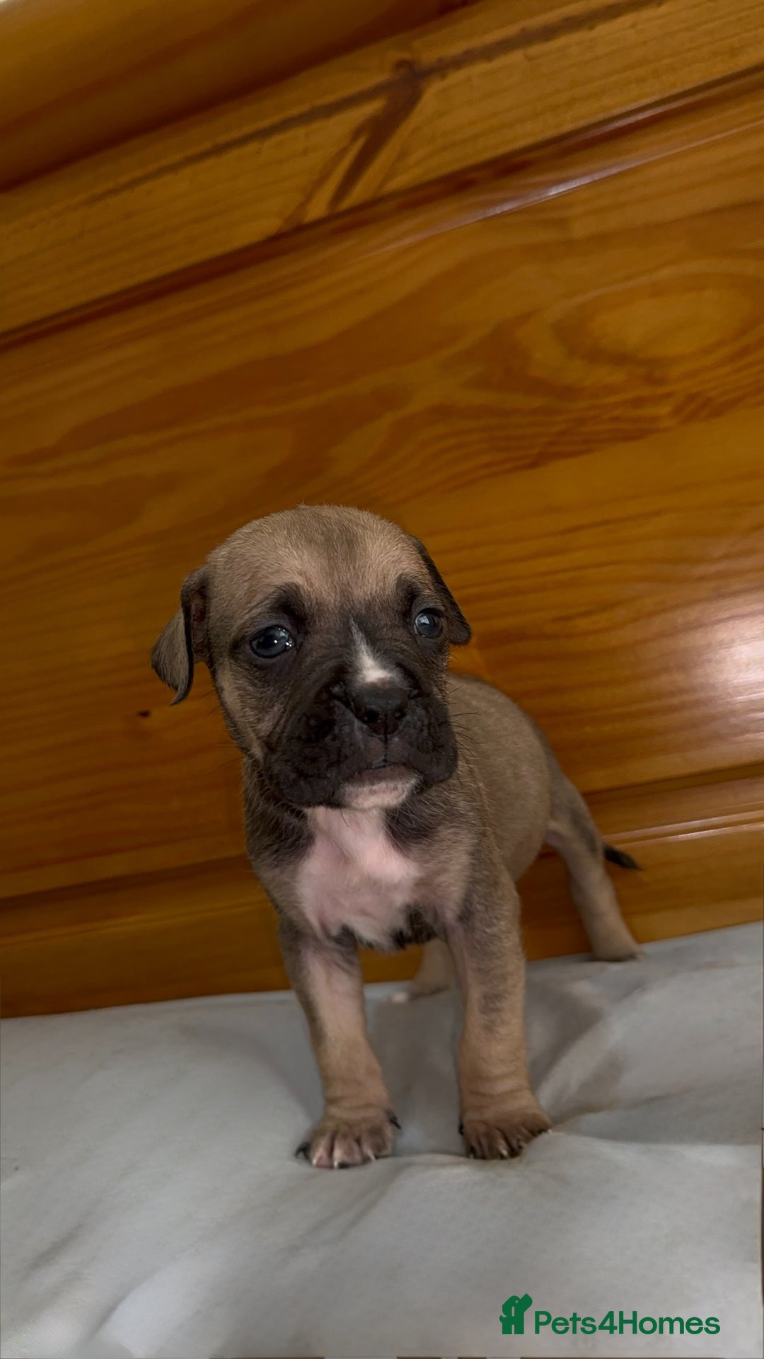 Cane Corso dogs for sale: Cane Corso Puppies for Sale - Image 29