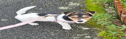 Jack Russell dogs for sale: Jack Russell female (millie) - Advert 2