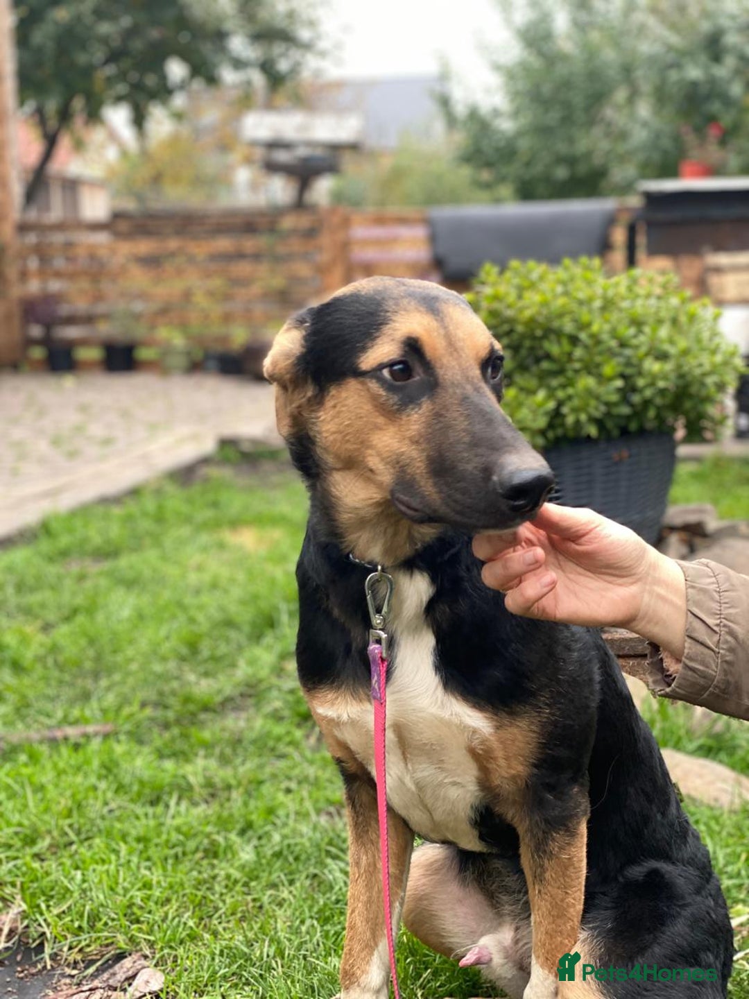 Mixed Breed dogs for adoption: 💙🐶 BRUNO -The Big, Loving Pup: FOSTER or ADOPT - Advert 21