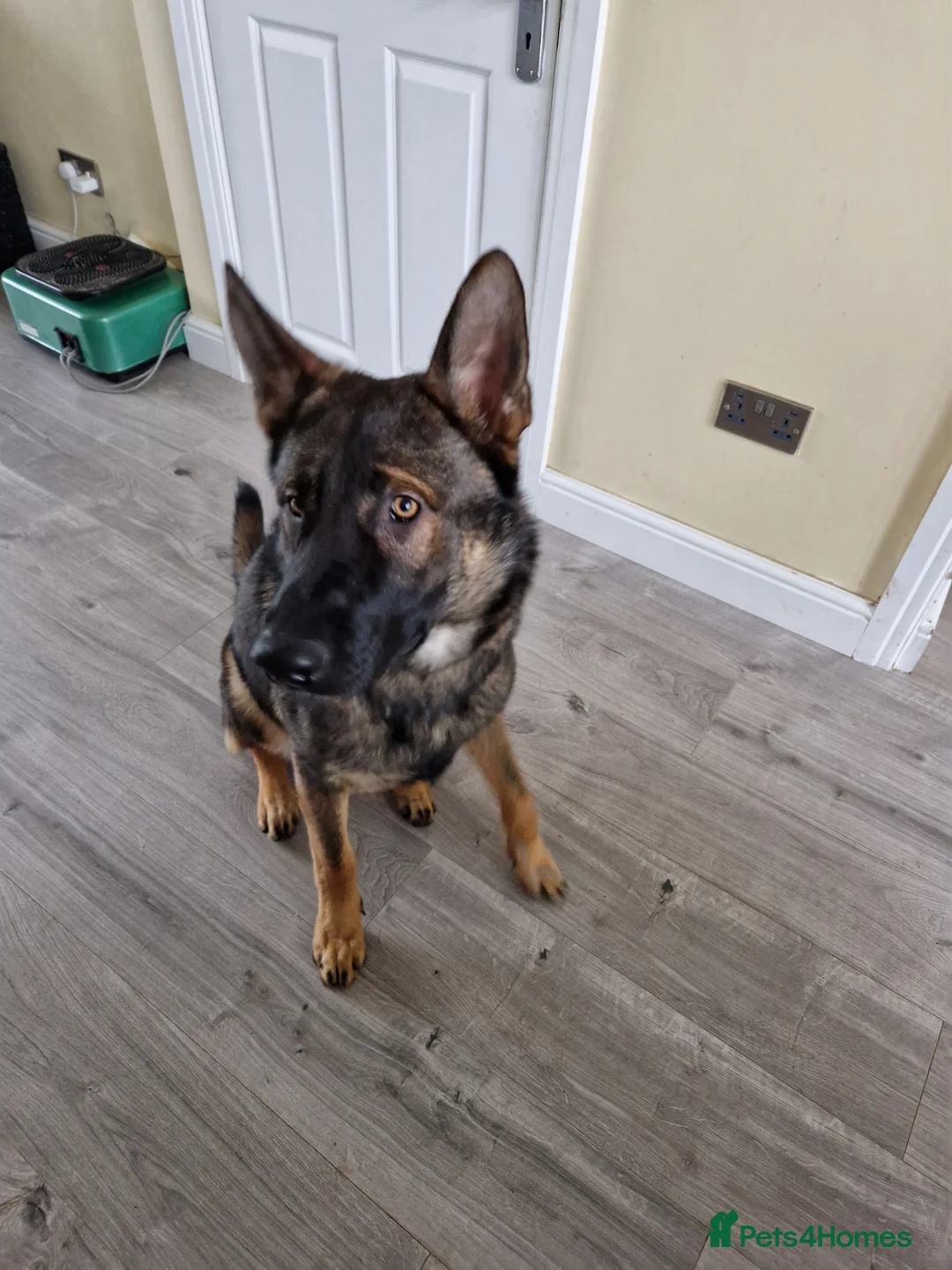German Shepherd dogs for sale: Tej boy in Coventry - Advert 6