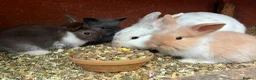Mini Lop rabbits for sale: Baby mini lops / lion lops in Nottingham - Advert 30